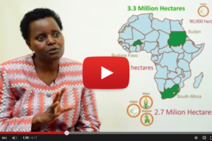 ISAAA Brief 49 Africa Highlights