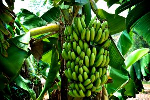 Tissue Culture Banana Project