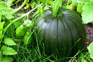 The Pumpkin Project