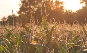Africenter Maize Field