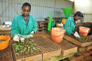 The Tree Biotechnology Project