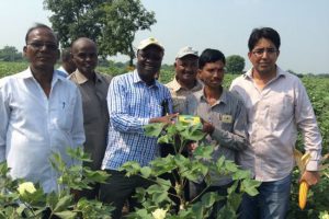 Kenyan County Executives of Agriculture Vouch for Bt Cotton