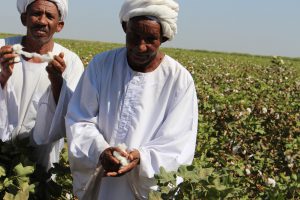 AfriCenter Participates in a Study Tour to Sudan Bt Cotton Fields