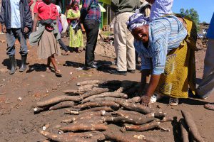 Uganda’s First Field Observation of GM Potato Shows Extreme Resistance to Late Blight