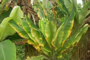Malawi Approves Confined Field Trials for Transgenic Bananas Malawi Approves Confined Field Trials for Transgenic Bananas