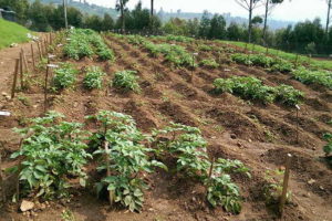 Placing a GM crop in the Market is not as Costly as you had Imagined
