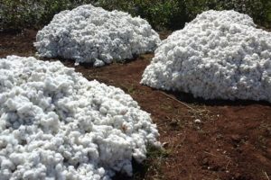 Kenya’s National Biosafety Authority Gives GM Cotton Partial Nod