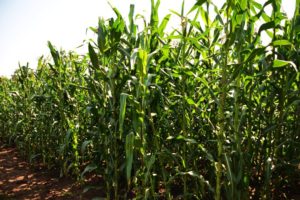 Tanzania Plants its First GMO Field Trial Tanzania Plants its First GMO Field Trial