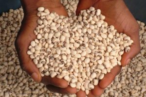 Ghana Issues Guidelines for General Release of GMOs