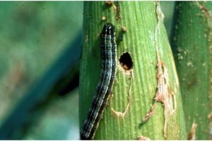 Genetically-modified Bt maize alternative for combating armyworms Genetically-modified Bt maize alternative for combating armyworms