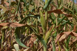 Mozambique Plants First GM Maize Field Trial