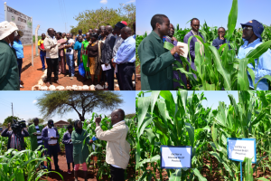 Pests, Drought and Empty Plates: Kenyan Farmers Call on Government to Lift GMO Ban