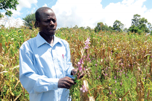 Kenyan Scientists Find New Striga Resistance Genes in Wild Sorghum