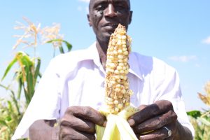Kenyan Farmers Urge Government to Expedite Release of GM Maize