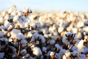 Kenya’s Environment Agency Invites Public to Submit Comments on a Bt Cotton Environmental Impact Assessment Report