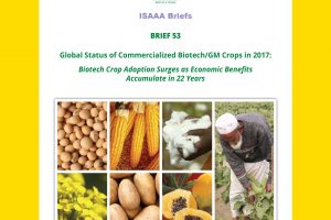 New Report shows Africa making Significant Strides in Research and Adoption of GM Crops New Report shows Africa making Significant Strides in Research and Adoption of GM Crops