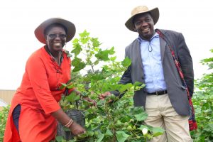 Kenyan Policy Makers Vouch for Commercialization of Bt Cotton Kenyan Policy Makers Vouch for Commercialization of Bt Cotton