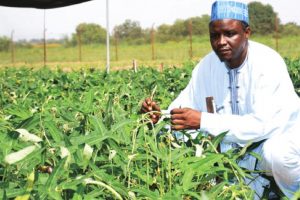 Prof. Ishayaku: Nigeria’s Approval of Bt Cowpea Signifies Africa’s Capacity to Adopt Biotech Crops Prof. Ishayaku: Nigeria’s Approval of Bt Cowpea Signifies Africa’s Capacity to Adopt Biotech Crops
