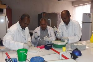 Clipping the Wings of Striga Weed, Africa’s “Cereal Killer”
