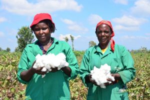 New Dawn for Cotton Farmers as Kenyan Cabinet Approves Bt Cotton Commercialization