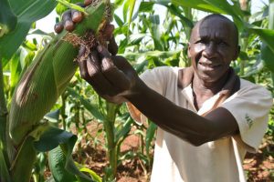 Nigeria Approves Genetically Modified TELA Maize for Open Cultivation