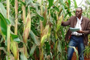 Key Lessons from Nigeria’s Environmental Approval of TELA Maize Key Lessons from Nigeria’s Environmental Approval of TELA Maize