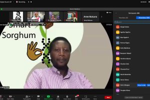 Kenya Deploys Striga-Smart Sorghum