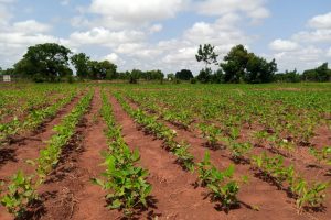 BREAKING NEWS!!! Ghana National Biosafety Authority Approves Environmental Release of Bt Cowpea BREAKING NEWS!!! Ghana National Biosafety Authority Approves Environmental Release of Bt Cowpea