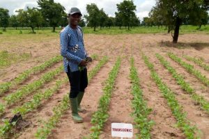 Biotech Cowpea will be a Game-changer for Ghanaian Farmers and Economy Biotech Cowpea will be a Game-changer for Ghanaian Farmers and Economy