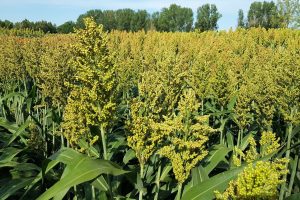 Tapping into New Breeding Innovations to address Climate Challenge and improve Planetary Health Tapping into New Breeding Innovations to address Climate Challenge and improve Planetary Health