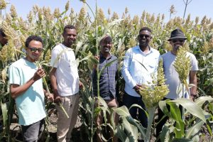How Sorghum Syrup Promises to Power Africa’s Bio-Economy
